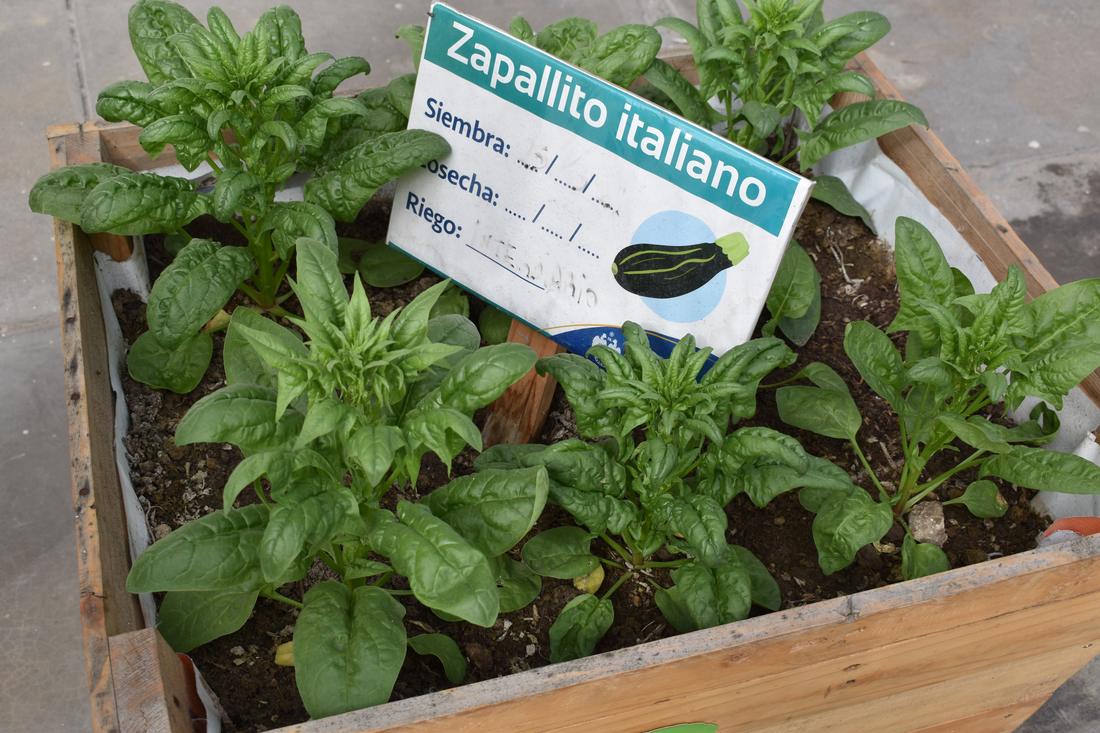 A street planter of young spinach plants with a garden label