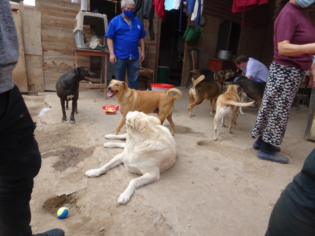 Dogs gathered in the yard, a big white dog lying in front